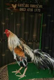 Bangkok Siam Ekor Panjang Galos Indios Galo