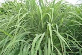 Image result for Andropogon gayanus