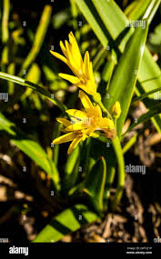 Image result for Cyrtanthus breviflorus