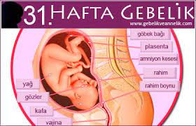 3 trimester gebelikte 31 hafta bebek gelisimi 37 weeks pregnant pregnant getting pregnant