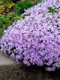 29 Of The Best Plants For Trough Gardens Landscaping With Rocks Plants Cool Plants