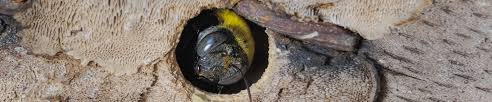 Find the fastest way to kill fleas with help from a professional pest. Carpenter Bee Exterminator Viking Pest Control Nj Pa Md De