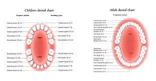 Check spelling or type a new query. Faq Young Dentistry