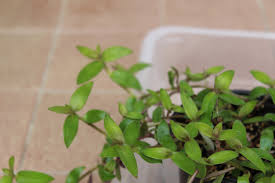 Image result for Stanfieldiella imperforata