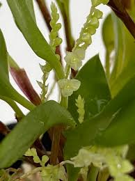 Image result for Oeceoclades perrieri