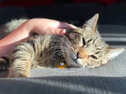 How to treat ringworm in cats. Ringworm Human To Pet Transmission