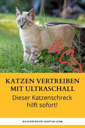 Pin Auf Katzenschreck