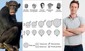 May 03, 2016 · silverback gorilla: Why Humans Have Big Penises But Small Testicles Daily Mail Online