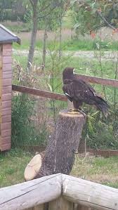Lanchester Garden Centre Garden Center Bald Eagle Garden
