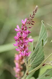 Image result for Pseudarthria