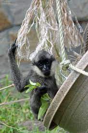 Stone Zoo Hosts Celebration For Paddy The Gibbon Gibbon Zoo Kids Events