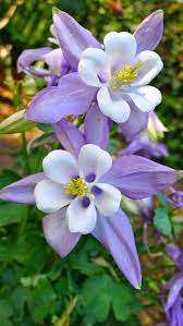 Pin On Flowers