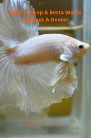 How To Keep A Betta Warm Without A Heater In 2020 Betta Fish Types Betta Betta Fish Care