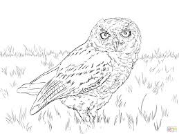 Maybe you would like to learn more about one of these? Realistic Snowy Owl Coloring Pages Novocom Top