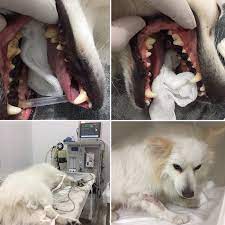 veteriner dis klinigi