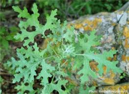 Image result for Cineraria mazoensis