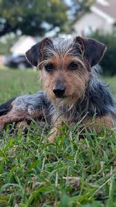 Loss of a Pet Dog in Greer