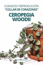 Los cactus son nativos de las américas, desde la patagonia hasta las regiones desérticas de américa del norte. 440 Ideas De Cactus Id En 2021 Suculentas Plantas Plantas Suculentas