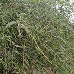 Image result for Salvadora australis