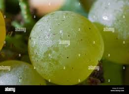Image result for Lobesia botrana grapevine