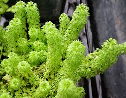 Image result for Limnophila