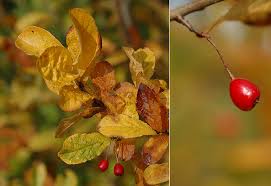 Image result for Landolphia villosa