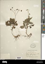 Image result for Adenostemma mauritianum