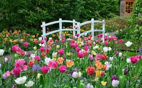 Touristen, die dieses wundervolle europäische land besuchen möchten, werden interessiert sein, wann tulpen in holland blühen. Tulpenblute In Holland 2021 Wann Ist Die Beste Reisezeit Keukenhof