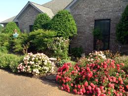 Pin By Lisa Lackey On Gardening Drift Roses Ground Cover Front Yard