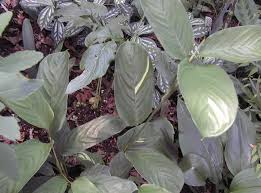 Image result for Ktenante Ctenanthe