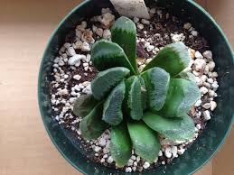 Seedlings, grafts, monstrose thank you! Yosuke Presents Haworthia For Life Posts Facebook