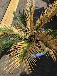 Whats Wrong With My Poor Sago Palm It Turned A Little Brown This Winter It Got Cold Before I Brought It Inside But No Sago Palm Palm Tree Care Sago Palm