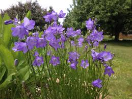 Harebell In Containers Campanula Rotundifolia Blooms For Weeks Native Plant Gardening Native Plants Summer Flowers