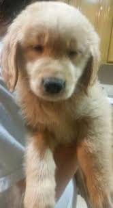 Yes, golden retriever puppies houston are waiting to meet you through our fast and simple matchmaker process! Adorable Akc Golden Retriever Puppy For Sale For Sale In Houston Texas Classified Americanlisted Com