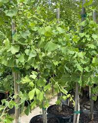 Image result for Ginkgoaceae
