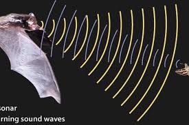 Cara ini lebih disukai pemerintahan dibandingkan pemilu. Ciri Khusus Beberapa Hewan Halaman All Kompas Com