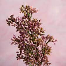 Lilac Bud Spray In 2021 Dried Flowers Lilac Lilac Flowers