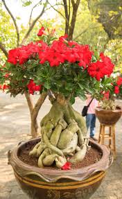 Image result for Adenium