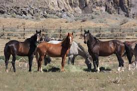 We did not find results for: Wild Horses Arabian Horses Stallions Palomino Ponies Black Horses Wild Horses Hd Wallpaper Peakpx