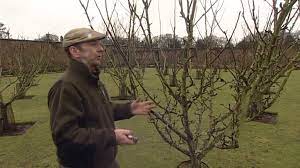 Fruit trees do not yield good produce on automatic, by no means. Winter Pruning Of Fruit Trees Youtube
