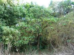 Image result for Voacanga thouarsii