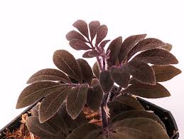 Image result for Solanum sp.no.2