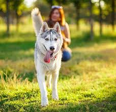 Therefore, if you walk one mile, your dog will have covered 1.5 to 2 miles. How Much Exercise Does A Dog Need Every Day