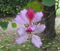 There are two main species of camel: Bauhinia Variegata Wikipedia