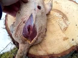 Видео от марата сибушева watch online