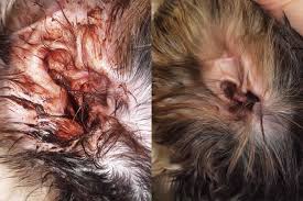 Image result for mold in the ear dog