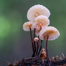 Image result for Strobilurus conigenoides