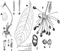 Image result for Annickia lebrunii