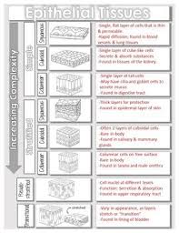 Anatomy & physiology cell tissues animal cells cell processes the structure of cellular. Histology Or Body Tissues Doodle Guided Notes Diagrams Distance Learning