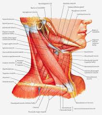 It is extremely important because every cell in the body depends on the hormones the thyroid produces to. Medical Concept Maps Musculoskeletal System Neck Muscle Anatomy Muscle Anatomy Anatomy Reference